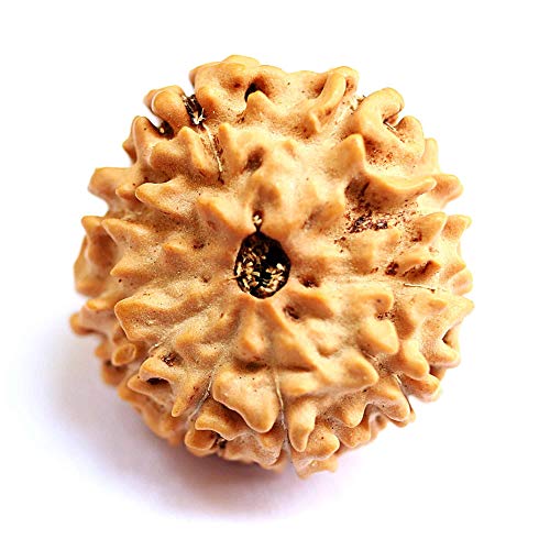 Rudraksha Rudraksha-Perlen, Rudraksha, 10 mm, 10 mm, 12 mm, für Damen und Herren, lose Rudraksha-Perlen, Laborzertifiziert, Rudraksha, natürlich, 10 Stück von Seven Chakra Tree