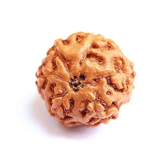 Rudraksha Rudraksha-Perlen, Rudraksha, indonesische Rudraksha, groß, 18 mm - 20 mm, Laborzertifiziert, Rudraksha-Perlen, 6 Stück von Seven Chakra Tree