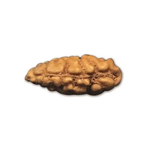 Rudraksha Rudraksha-Perlen, Rudraksha, indonesische Rudraksha, klein, 7 mm - 9 mm, Labor-zertifiziert, Rudraksha-Perlen für Damen und Herren, natürliche Rudraksha-Perlen, 1 Stück von Seven Chakra Tree