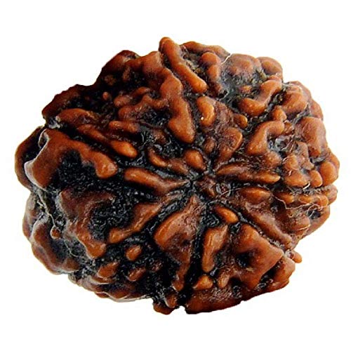 Rudraksha Rudraksha-Perlen, Rudraksha-Perlen, 7 Stück, 25 - 26 mm, für Damen und Herren, lose Rudraksha-Perlen, Laborzertifiziert, Rudraksha, Nepali, Rudraksha von Seven Chakra Tree