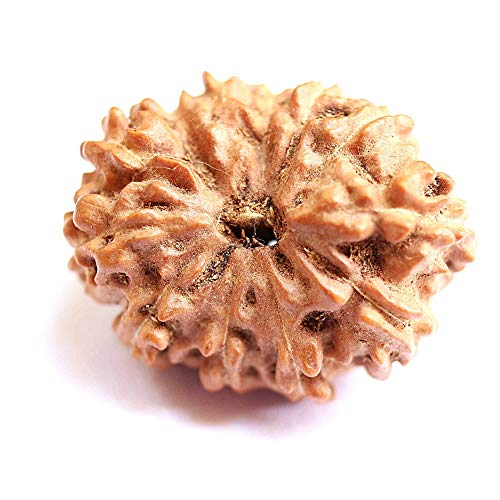 Rudraksha Rudraksha-Perlen, natürlich, 12 Stück, indonesische Rudraksha-Perlen, mittelgroß, 15 mm - 17 mm, für Damen und Herren, lose Rudraksha-Perlen, Laborzertifiziert, Rudraksha von Seven Chakra Tree