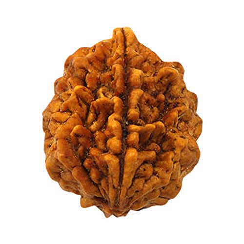 Rudraksha Rudraksha Rudraksha Nepali Rudraksha Nepal Rudraksha 2 Stück von Seven Chakra Tree