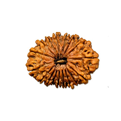 Rudraksha natürliche original 17 Mukhi Nepal Rudraksha 32,73 mm für Männer und Frauen lose Rudraksha-Perlen zertifiziert im Labor Rudraksha Nepal Rudraksha Rudraksha von Seven Chakra Tree