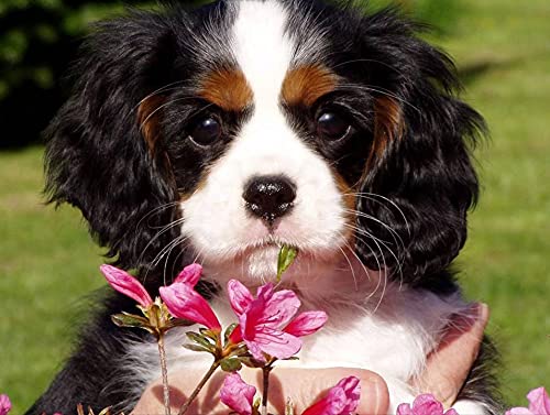 5D Diamond Painting, DIY Cross Stitch Stickerei Malerei Kits, Diamant Malerei Malen Nach Zahlen Full Drill Kristall Set, -Cavalier King Charles Spaniel Tier 50x40cm Rahmenlos von COLORIDO