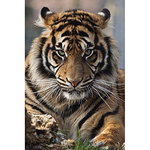 5D Diamond Painting, DIY Cross Stitch Stickerei Malerei Kits, Diamant Malerei Malen Nach Zahlen Full Drill Kristall Set,-Wilder Tiger, Tier 50x60cm Rahmenlos von COLORIDO