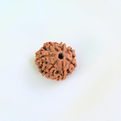 Mukhi Rudraksha-Samen – Original nepalesische Rudraksha-Perlen mit sieben Gesichtern – Shiva und Mahalaxmi Heilgebetsperlen, natürliche Saatmukhi-Rudraksha, 7 Stück von Shiva Lingam Shop