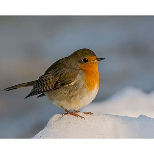 DIY Öl Malen nach Zahlen für Erwachsene, Öl Malen nach Zahlen Erwachsene Kit für Anfänger Malerei - Rotkehlchen Vogel Stand auf Schnee - 40,6 x 50,8 cm (Selbstmontage Holzrahmen) von Shukqueen