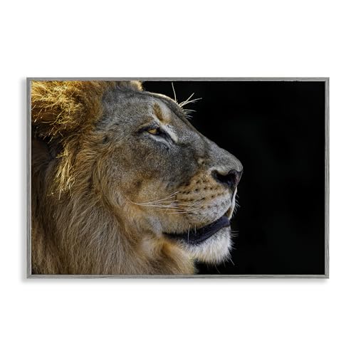 Stupell Industries Danita Delimont Giclée-Wandkunst, gerahmt, Motiv Fierce Lion Looking Right Look, grau, gerahmt, 76,2 x 50,8 cm von Stupell Industries