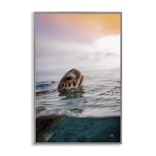 Stupell Industries Max Blakesberg Studios Giclée-Wandkunst, Motiv: Schildkröte schwimmen bei Sonnenaufgang, gerahmt, Grau, 40,6 x 61 cm von Stupell Industries