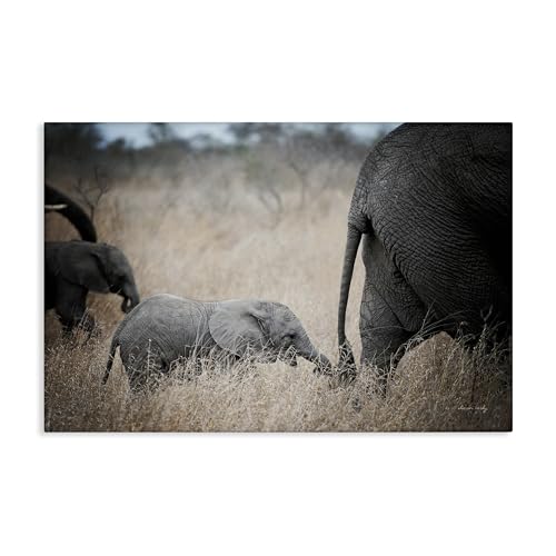 Stupell Industries Sharon Vardy Leinwandbild, Motiv Baby-Elefant, 91,4 x 61 cm von Stupell Industries