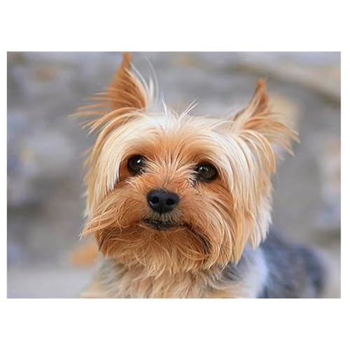 Diamond Painting Yorkshire Terrier,Diamant Painting Bilder Set für Erwachsene,Full 5D DIY Diamant Kunst Malerei Strass Stickerei Set Kreuzstich Bilder Home Wand Dekor Round Drill,40x60cm von Suneve