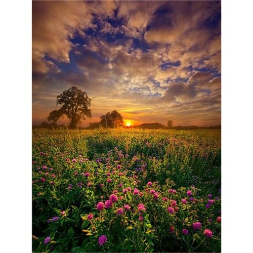 Suneve Sonnenuntergang Landschaft Malen Nach Zahlen,Wildblumen Malen Nach Zahlen für Erwachsene und Anfänger,mit Pinseln und Acrylfarben(Ohne Rahmen),für Home Wanddekoration - 40x50cm von Suneve