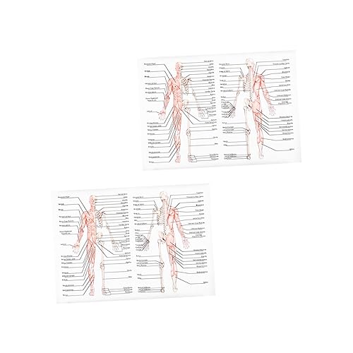 TEMPNAP 2St Poster Skelett Lehrbild Knochenfigur Lackierung der Körperstruktur Herz Platz science illustration Wissenschaftliche Illustration Anatomie bild Skelettmuskeldiagramm Seidentuch von TEMPNAP