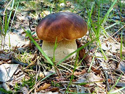 Malen nach Zahlen für Erwachsene, Steinpilz,Erde,Gras-40 * 50cm Rahmenlos von THISIT