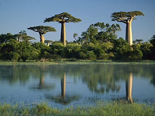 THISIT DIY Ölgemälde, Malen nach Zahlen für Erwachsene, Bäume,Baobabs,Madagaskar-16 x 20 Zoll mit Rahmen von THISIT