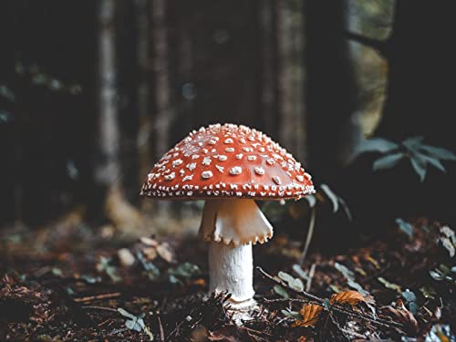 THISIT Malen Nach Zahlen Erwachsene,Fliege,Agaric,Pilz,Herbst-40 * 50 cm mit Rahmen von THISIT