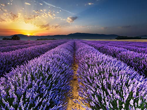 THISIT Malen Nach Zahlen Erwachsene,Lavendel,Feld,Blumen-16 x 20 Zoll mit Rahmen von THISIT