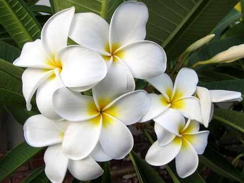 THISIT Malen nach Zahlen Erwachsene - Plumeria, Blüte, Blatt-40 * 50 cm Rahmenlos von THISIT