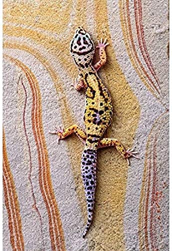 TNXEV Colourful Gecko 5D DIY Diamond Painting Colourful Gecko Embroidery Cross Stitch Kit Mosaic Main Decoration Rhinestone Picture 50 x 60 cm von TNXEV