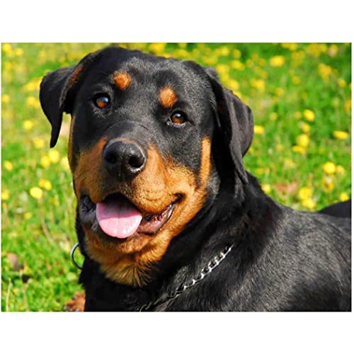 TNXEV DIY Round Diamond Painting Rottweiler Dog Adult Full Craft 5D Mosaic Art Kit Wall Decor Home Gift 30 * 40CM von TNXEV