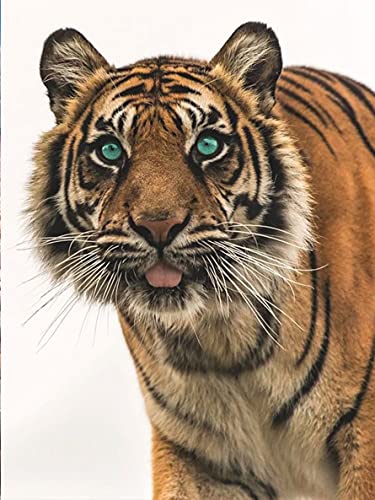 Tamseen Diamant Malerei Bild Tiger 5D Diy Diamond Painting Kit Tier Diamant Kunst Stift Bild Kinder Erwachsene Strass Kreuzstich Sets Für Stickerei Wanddekoration 30X40cm von Tamseen