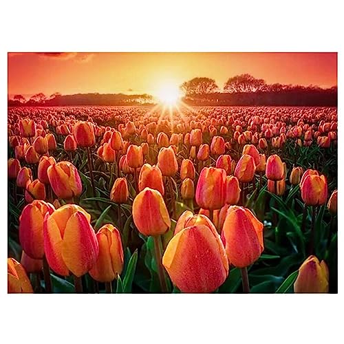 5D DIY Diamond Painting Bilder Full Drill,Tulpe Blume Diamant Malen nach Zahlen Set für Erwachsene Kinder Strasssteine Kristallartiges Kreuzstichset Full für Home Wall Décor Square Drill,40x50cm von TengYuer