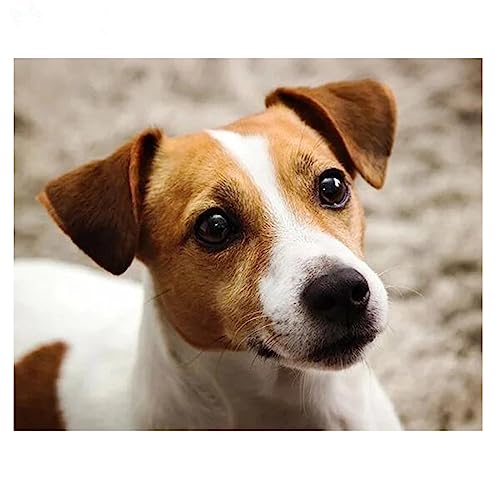 UDERUI 5D DIY Diamant Malerei Nach Zahlen Kits Jack Russell Terrier Diamant Painting Bilder Kristall Strass Stickerei Kreuzstich für Home Office Wand Decor Geschenk 25x30cm/10x12inch von UDERUI