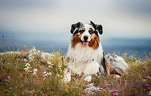 Diy Ölgemälde Malen Nach Zahlen Kits Australian Shepherd Haustier Hund Tier Acryl-Malset Für Erwachsene Anfänger 40 * 50 Cm von Uiujiij