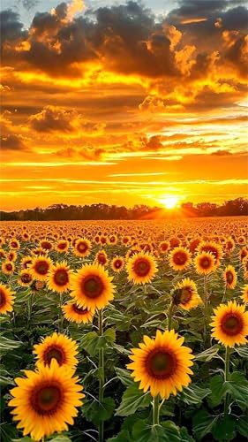 5D Diamond Art Painting,Sunset Sunflower Field Diamond Painting Kits for Adults,DIY Square Full Drill Canvas Embroidery Cross Stitch,Diamond Arts Crafts Painting Pictures for Home Wall Decor 20x50cm 5D Diamond Art Painting,Sunset Sunflower Field Diamond Painting Kits for Adults,DIY Square Full Drill Canvas Embroidery Cross Stitch,Diamond Arts Crafts Painting Pictures for Home Wall Decor 20x50cm von Umfarvt