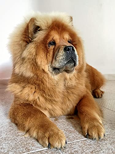 VAKUUM Diamant Painting Kinder 5D Diamond Painting Kits, Chow-Chow-Hund süßes Tier DIY Malen Nach Zahlen Erwachsene Diamant Malerei Geburtstagsgeschenke30*40cm von VAKUUM