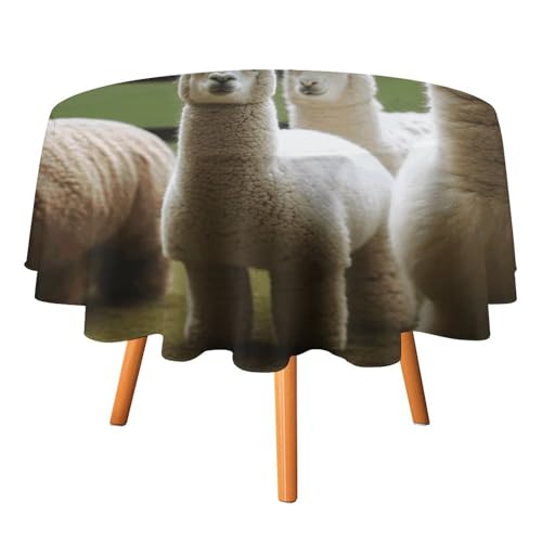 VFKLT Runde Tischdecke, Alpaka-Familie, bedruckte Polyester-Tischdecke, maschinenwaschbar, dekorative Tischdecken, Outdoor-Tischdecke für Terrasse, Party, Halloween, 127 x 127 cm von VFKLT