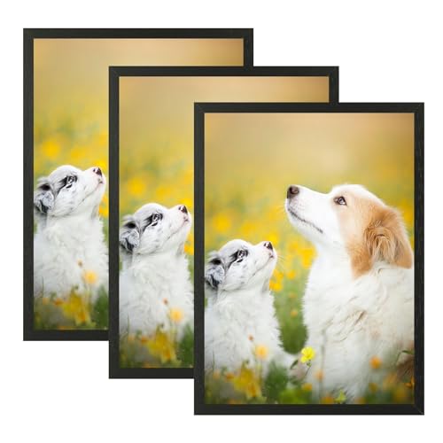 VIIBASE A3 Zertifikat Bilderrahmen,Schwarzer Holz Fotorahmen,Posterrahmen mit Plexi-glas für Wandmontage Display,29.7x42 cm, 3er Set von VIIBASE