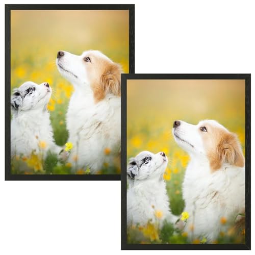 VIIBASE A3 Zertifikat Bilderrahmen,Schwarzer Holz Fotorahmen,Posterrahmen mit Plexiglas für Wandmontage Display,29.7x42 cm, 2er Set von VIIBASE