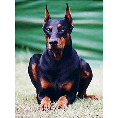 VNTEN 11CT bedrucktes Kreuzstich-Set, Dobermann-Pinscher, DIY-Stickerei-Bastelarbeiten für Nadelspitzen-Starter-Set, einfache Kreuzstichmuster mit Tiermotiven, 50 x 60 cm von VNTEN