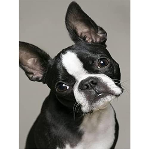 VNTEN Diamantmalerei, Diamantmalerei-Sets, Boston Terrier, Vollbohrer, runde Perlen, Diamantkunst, Edelsteine, Stein, DIY-Sets, Wanddekoration, 30 x 40 cm von VNTEN