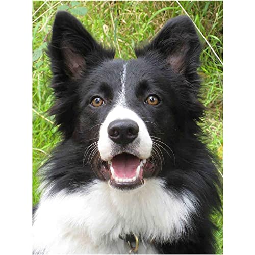 VNTEN Gestempelter Kreuzstich, vorgedruckt, 11 CT, Border Collie-Geschenke, DIY-Stickerei-Bastelarbeiten für Nadelspitzen-Starter-Kit, einfache Kreuzstichmuster mit Tieren, 50 x 50 cm von VNTEN