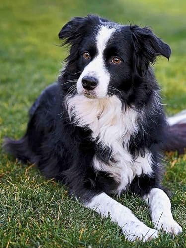 VNTEN Kreuzstich-Set, 11-fädig, gestempelt, Border Collie, 11 ct, Stickset zum Selbersticken, Basteln, Stickset, Wandkunst, Heimdekoration, 40 x 50 cm von VNTEN