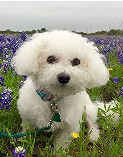 VNTEN Kreuzstich-Set für Erwachsene, Bichon Frise in Blumen, 11 CT, bedrucktes Kreuzstich-Set, DIY-Stickerei-Set für Anfänger, Wandkunst, Heimdekoration, 50 x 50 cm von VNTEN