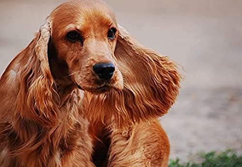 VNTEN Kreuzstich-Sets, Cocker Spaniel, Englischer Spaniel, 11 CT, bedruckt, Kreuzstich-Sets für Anfänger, gestempelte Sticksets für Erwachsene, Wandkunst, Heimdekoration, 30 x 40 cm von VNTEN