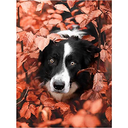 VNTEN Stickpackungen mit Stempel, 11 ct, Border Collie, Kreuzstichpackungen, Heimdekoration, Urlaubsgeschenk, 30 x 40 cm von VNTEN