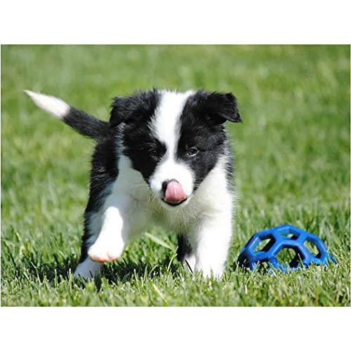 VNTEN Stickpackungen mit Stempel, 11 ct, Border Collie, Kreuzstichpackungen, Heimdekoration, Urlaubsgeschenk, 30 x 40 cm von VNTEN