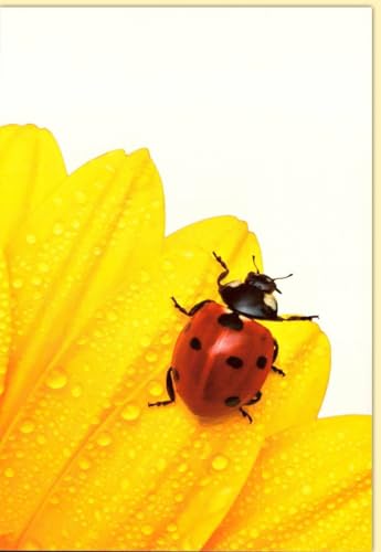 Geburtstagskarten Glückwunschkarten Geburtstag Doppelkarte mit Marienkäfer auf gelber Blume Detailaufnahme Wassertropfen Naturmotiv Hochwertige Qualität für besondere Anlässe mit Umschlag von Verlag Dominique