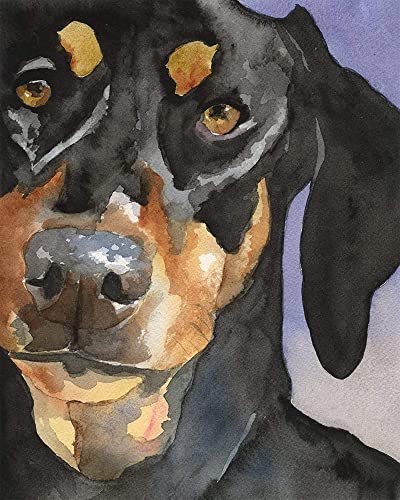 Malen nach Zahlen für Kits Erwachsene Anfänger Dobermann Pincher Dobie Tierhund mit Pinseln und Acryl DIY Leinwand Malerei Geschenke Kinderspielzeug Wandkunst Dekoration 40x50 cm -mit Rahmen von WANGMAOMAO