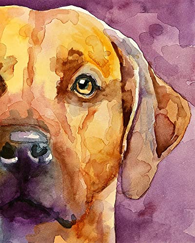 WANGMAOMAO Malen nach Zahlen Erwachsene Kinder Rhodesian Ridgeback 16 x 20 Zoll Leinen Segeltuch DIY ölgemälde Urlaub Handgemalte Geschenke Spielzeug malen Hauptdekoration -mit Rahmen von WANGMAOMAO