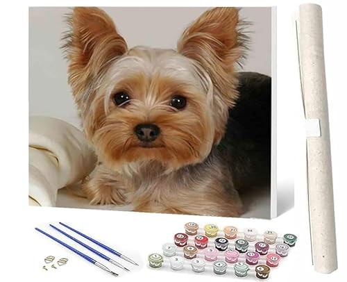 WMZPOY Malen Nach Zahlen ErwachseneMalen Nach Zahlen Mit Pinseln und Acrylfarbe Tier Yorkshire Terrier 3 DIY Set Basteln Erwachsene mit Pinseln und Acrylfarben für Home Decor40x50cm von WMZPOY