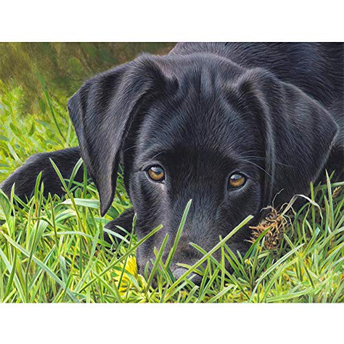 5D Diamond Painting Diamant Malerei Painting Bilder, Wowdecor Schwarz Hund Tiere Full Set Groß DIY Diamant Gemälde Malen Nach Zahlen von WOWDECOR