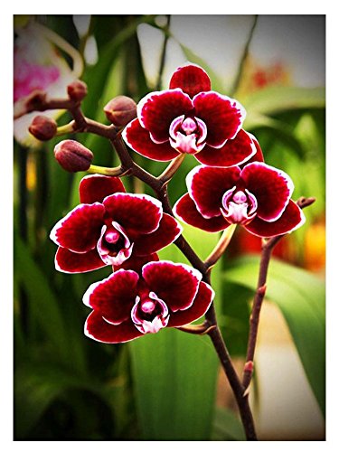 Wowdecor DIY Malen nach Zahlen Kits Geschenk für Erwachsene Kinder, Malen nach Zahlen Home Haus Dekor - Rot Schmetterling Orchidee 40 x 50 cm Rahmen von WOWDECOR