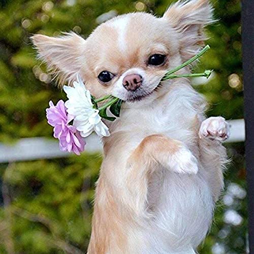 WYWQN DIY 5D Diamond Painting Kits Diamantmalerei Erwachsene Kind Hund mit Blumen Chihuahua für Heimdekoration Volldiamantmalerei 30x40CM von Homry