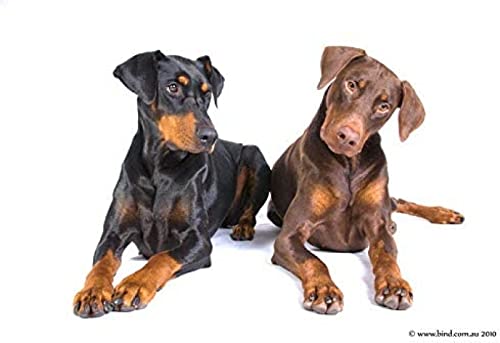 WYWQN Dobermann Haustier Hund ﹣ DIY 5D Diamond Painting Kits ﹣ Kristall Strass Stickbilder Kunsthandwerk für Zuhause Wanddekoration Geschenk 30x40CM von WYWQN