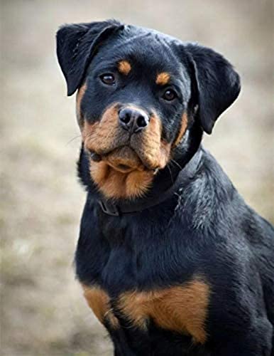 WYWQN Rottweiler Cute Pet Dog﹣ DIY 5D Diamond Painting Full Round Drill Kits ﹣ Full Drill Strass Kristall Stickerei Bilder Kreuzstich Kunsthandwerk für Wohnkultur 30x40CM von WYWQN